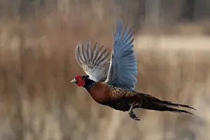 European Pheasant Drucke: Common Pheasant, Phasianus colchicus