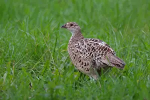 Common Pheasant Species Drucke: Common pheasant Phasianus colchicus