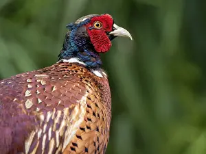 European Pheasant Drucke: Common Pheasant, Phasianus colchicus