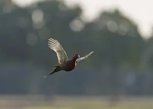 Birds In Flight Europe Drucke: Common Pheasant;Phasianus colchicus