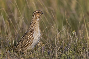 Wild Animal In Europe Drucke: Common Quail, Coturnix coturnix