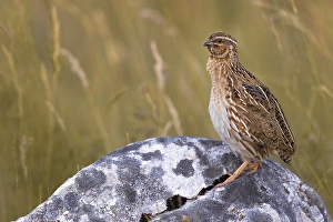 Gerahmter Druck : Grauammer, Coturnix coturnix
