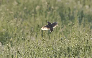Coturnix Coturnix Drucke: Common Quail, Coturnix coturnix