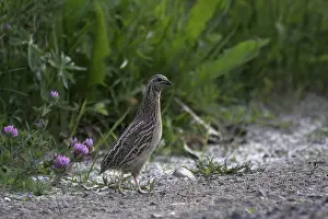 Finnish Wildlife Photos Drucke: Common Quail, Coturnix coturnix