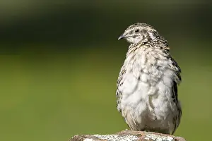 Coturnix Coturnix Drucke: Common Quail, Coturnix coturnix