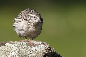 Coturnix Coturnix Drucke: Common Quail, Coturnix coturnix