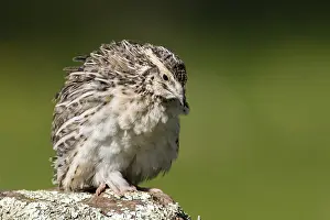 Coturnix Coturnix Drucke: Common Quail, Coturnix coturnix