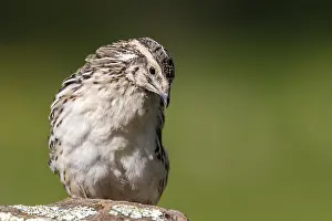 Coturnix Coturnix Drucke: Common Quail, Coturnix coturnix