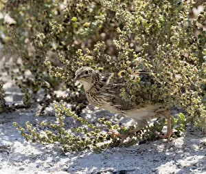 Wild Animal Pictures Asia Drucke: Common Quail, Coturnix coturnix