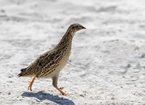 Nature Photography Asia Drucke: Common Quail, Coturnix coturnix