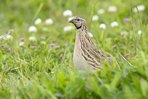 Nature Photography Animals Drucke: Common Quail, Coturnix coturnix