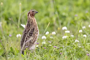 Coturnix Coturnix Drucke: Common Quail, Coturnix coturnix