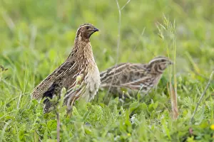 Coturnix Coturnix Drucke: Common Quail, Coturnix coturnix