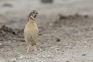Coturnix Coturnix Drucke: Common Quail, Coturnix coturnix