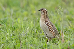 Phasianidae Family Birds Drucke: Common Quail, Coturnix coturnix