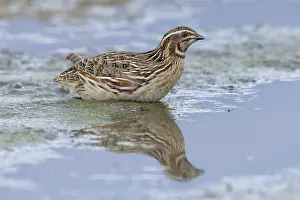 Phasianidae Species Drucke: Common Quail, Coturnix coturnix