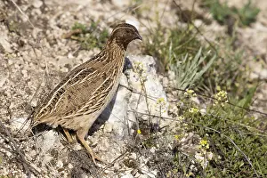 Coturnix Coturnix Drucke: Common Quail, Coturnix coturnix