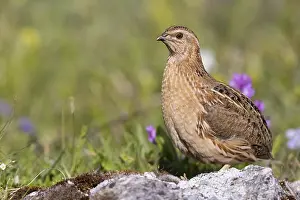 Coturnix Coturnix Drucke: Common Quail, Coturnix coturnix