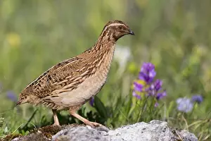 Coturnix Coturnix Drucke: Common Quail, Coturnix coturnix