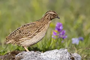 Galliformes Birds Drucke: Common Quail, Coturnix coturnix