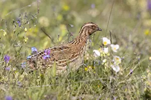 Common Quail Habitat Drucke: Common Quail, Coturnix coturnix