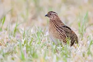 Daytime Bird Photography Tips Drucke: Common Quail, Coturnix coturnix
