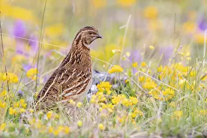 Coturnix Coturnix Drucke: Common Quail, Coturnix coturnix