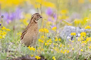 Coturnix Coturnix Drucke: Common Quail, Coturnix coturnix