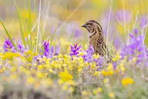 Coturnix Coturnix Drucke: Common Quail, Coturnix coturnix