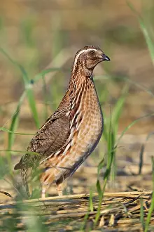 Coturnix Coturnix Drucke: Common Quail, Coturnix coturnix