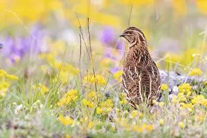 Wildlife Birds Europe Drucke: Common Quail, Coturnix coturnix