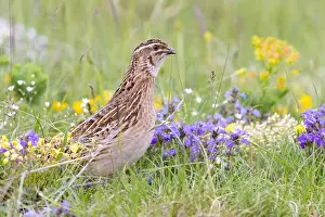 Coturnix Coturnix Drucke: Common Quail, Coturnix coturnix