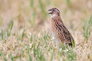Coturnix Coturnix Drucke: Common Quail, Coturnix coturnix