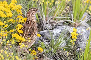 Coturnix Coturnix Drucke: Common Quail, Coturnix coturnix