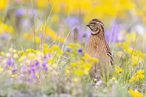 Coturnix Coturnix Drucke: Common Quail, Coturnix coturnix