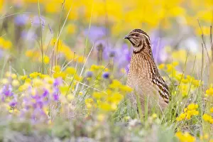 Coturnix Coturnix Drucke: Common Quail, Coturnix coturnix