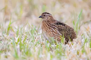 Coturnix Coturnix Drucke: Common Quail, Coturnix coturnix