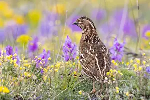 Wildlife Birds Europe Drucke: Common Quail, Coturnix coturnix