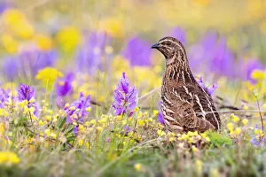 Coturnix Coturnix Drucke: Common Quail, Coturnix coturnix