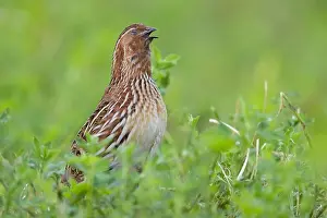 Coturnix Coturnix Drucke: Common Quail, Coturnix coturnix
