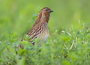 Coturnix Coturnix Drucke: Common Quail, Coturnix coturnix