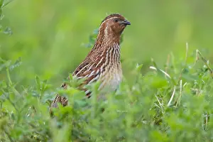 Coturnix Coturnix Drucke: Common Quail, Coturnix coturnix