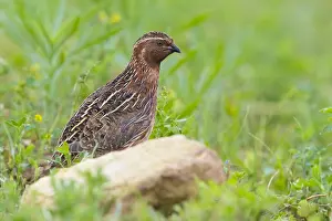 Wildlife Animals Drucke: Common Quail, Coturnix coturnix