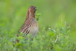 Coturnix Coturnix Drucke: Common Quail, Coturnix coturnix