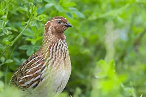 Coturnix Coturnix Drucke: Common Quail, Coturnix coturnix