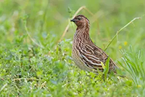 African Wildlife Animals Drucke: Common Quail, Coturnix coturnix