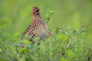 Coturnix Coturnix Drucke: Common Quail, Coturnix coturnix