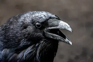 Utah Wildlife Drucke: Common Raven; Corvus corax