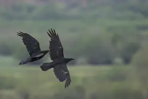 Outdoor Animal Images Drucke: Common Raven, Corvus corax