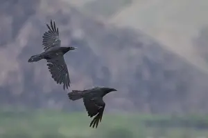 Corvus Corax Images Drucke: Common Raven, Corvus corax